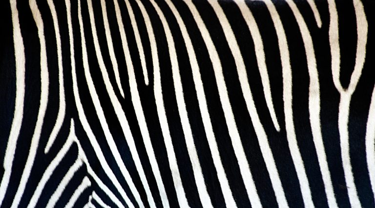 Zebra Print Wallpaper HD - PixelsTalk.Net