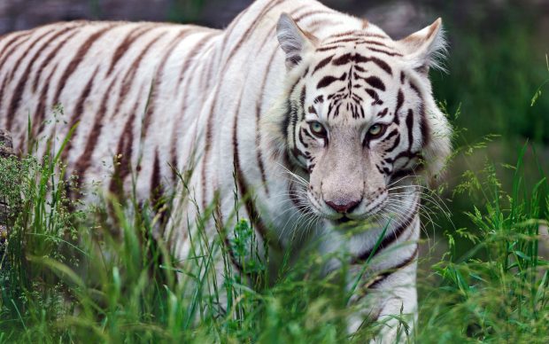 Free Download White Tiger Photo.