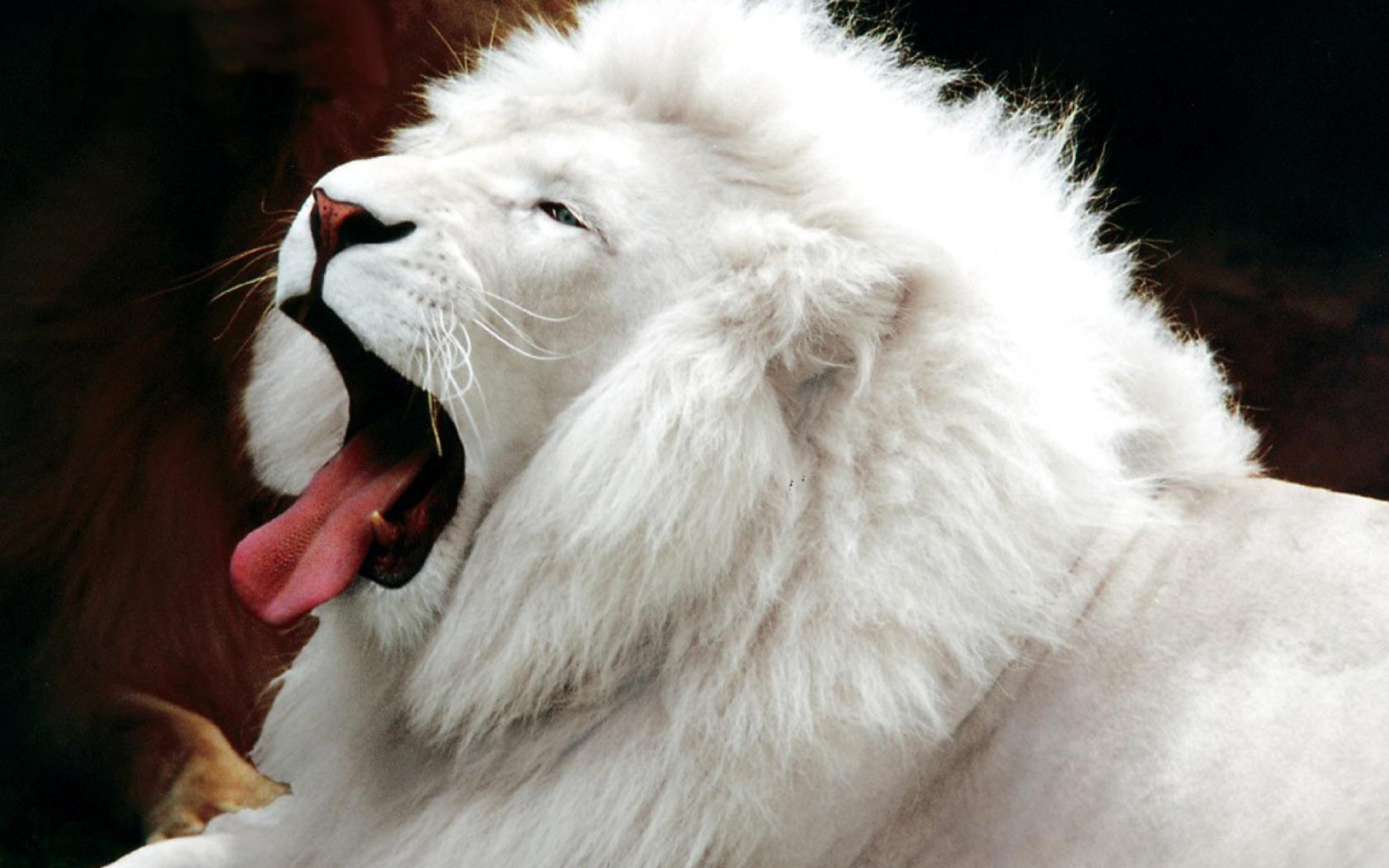 angry white lion wallpaper