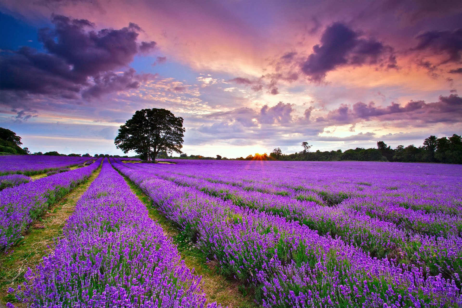 Download Free Lavender Flower Backgrounds - PixelsTalk.Net
