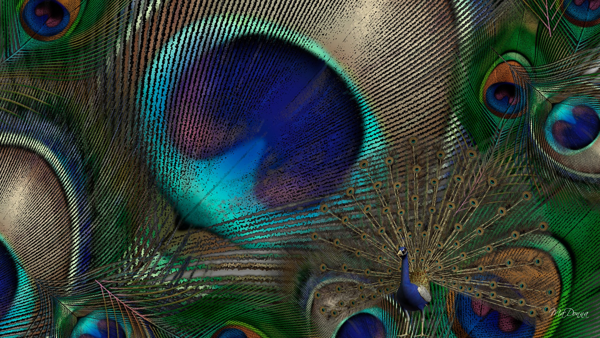 Peacock feather HD wallpapers | Pxfuel