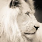 White Lion Backgrounds.