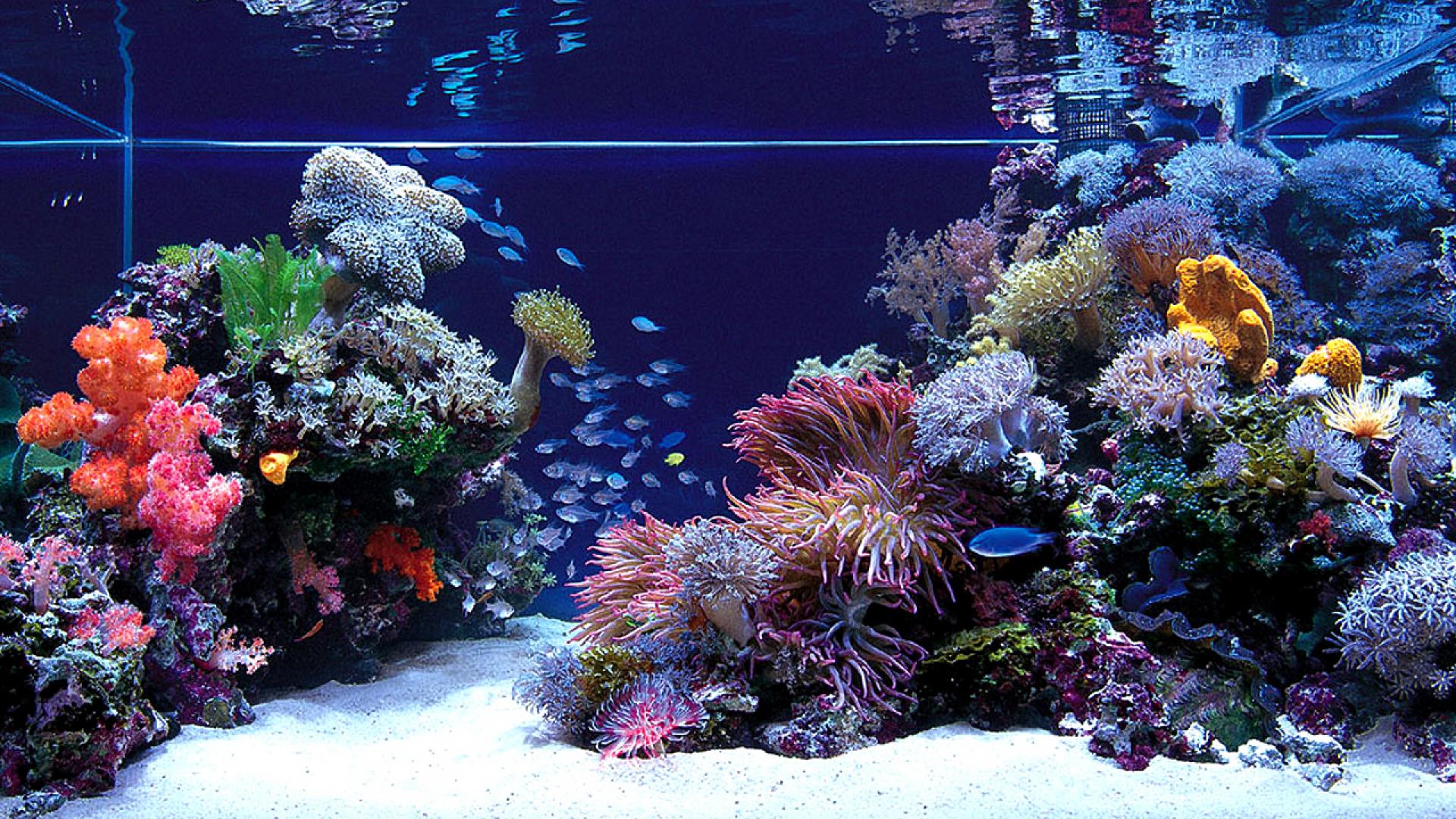 free marine aquarium screensaver
