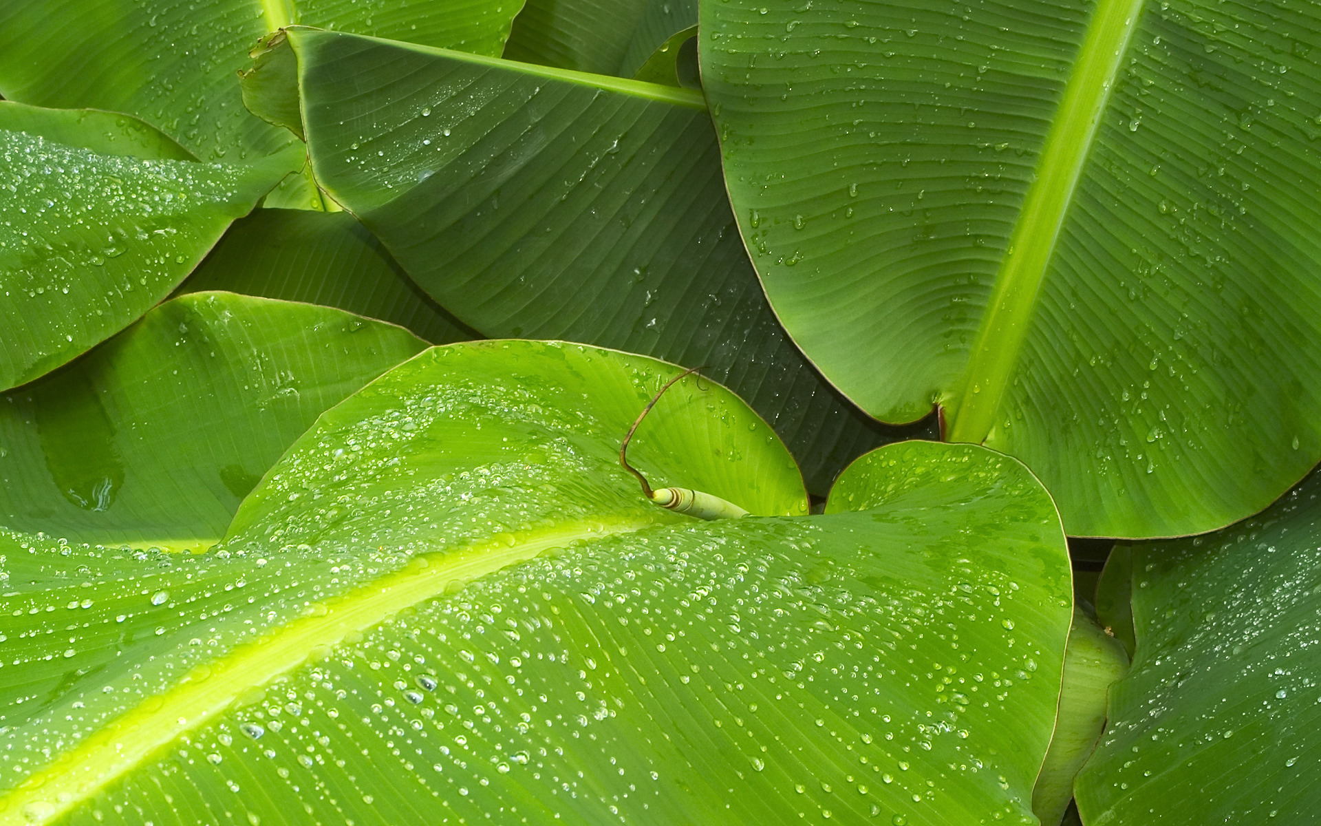 Banana Leaf Wallpapers HD PixelsTalk Net