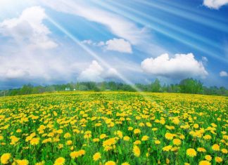 spring-desktop-wallpaper-widescreen-best-free-spring-wallpaper