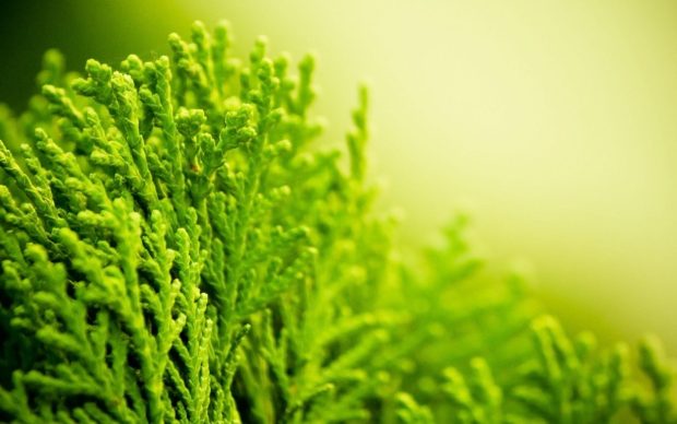 Best Green Plant Macro Backgrounds Best.