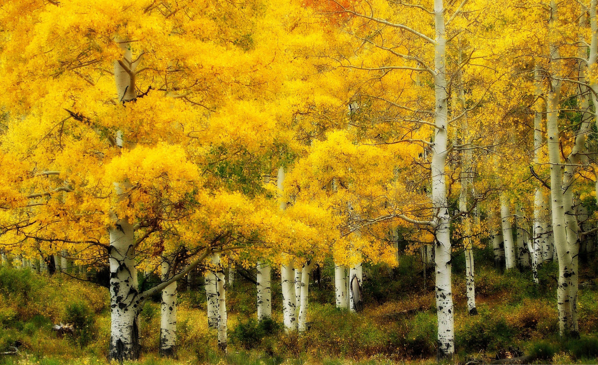 Birch Tree Wallpapers – arthatravel.com