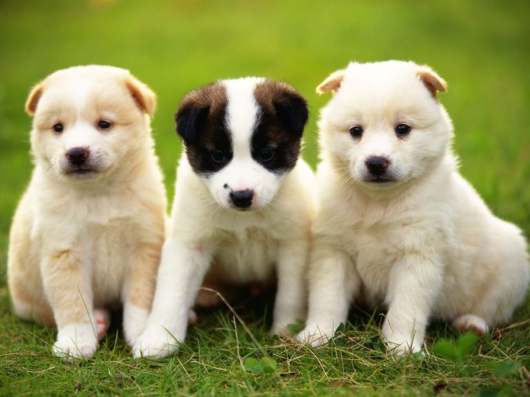 Cute Puppy Hd Images Pixelstalk Net