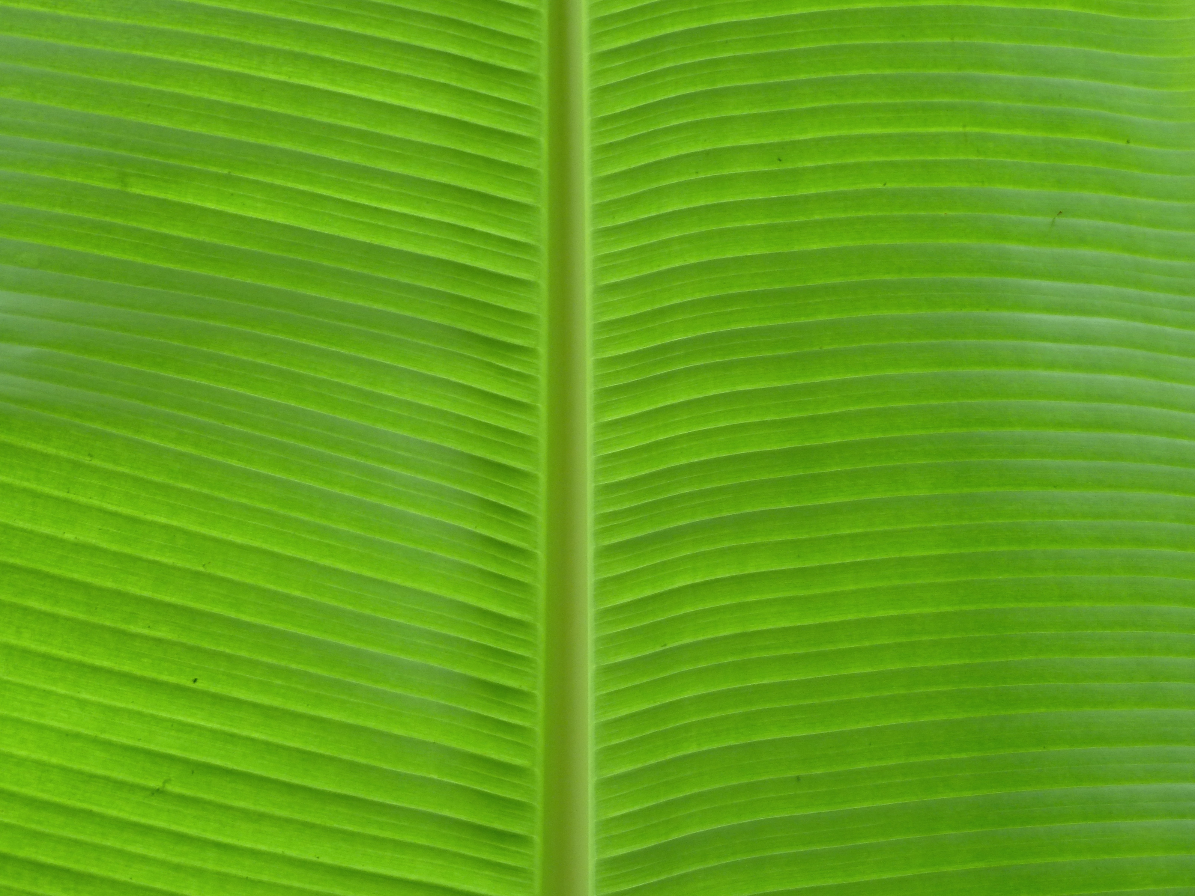 Banana Leaf Wallpaper For Desktop » Arthatravel.com