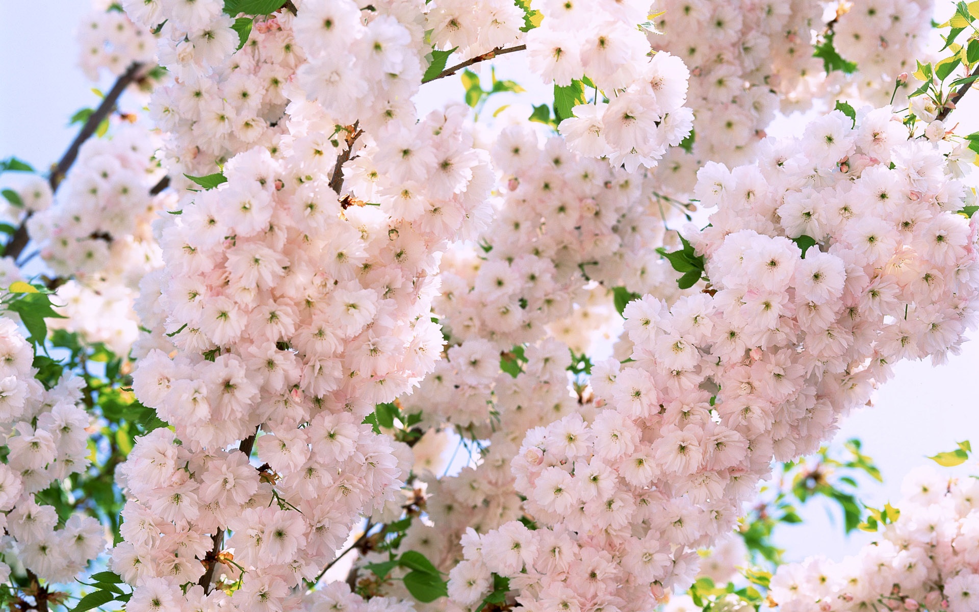 tumblr floral background