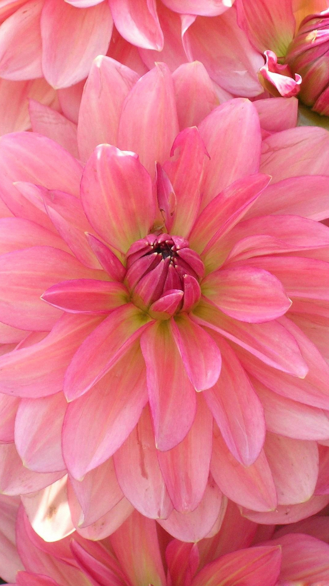 Premium AI Image  A pink flower wallpaper for iphone