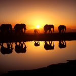 Free Download Elephant Photos.