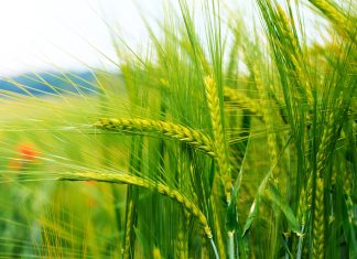 Grains stalks bokeh close up images 2560x1600.