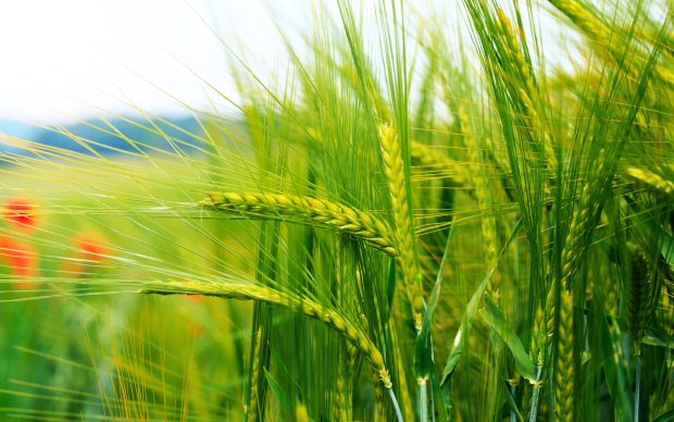 Grains stalks bokeh close up images 2560x1600.