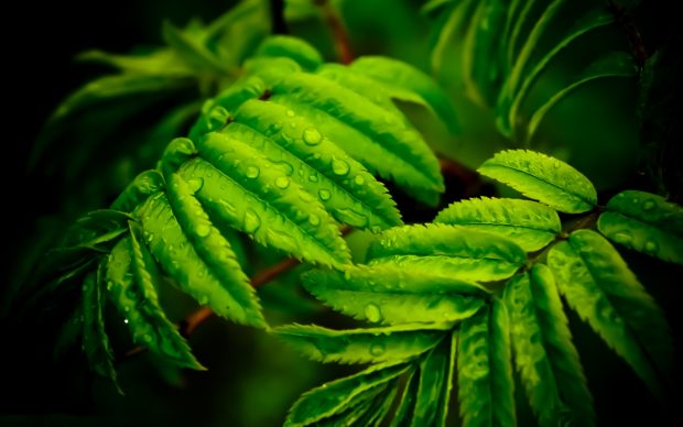 Green leaves morning dew pictures 2560x1600.