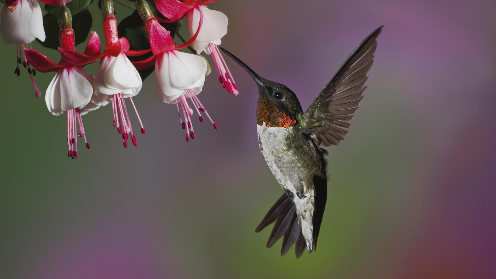 Download Free Hummingbird Wallpapers | PixelsTalk.Net