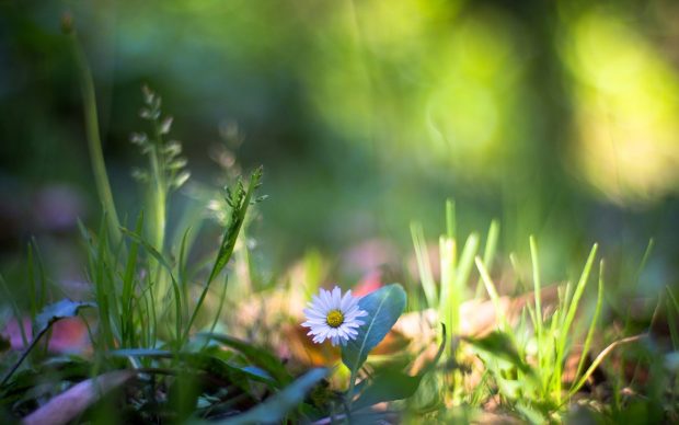 On the grass wildflowers wallpapers 1920x1200.