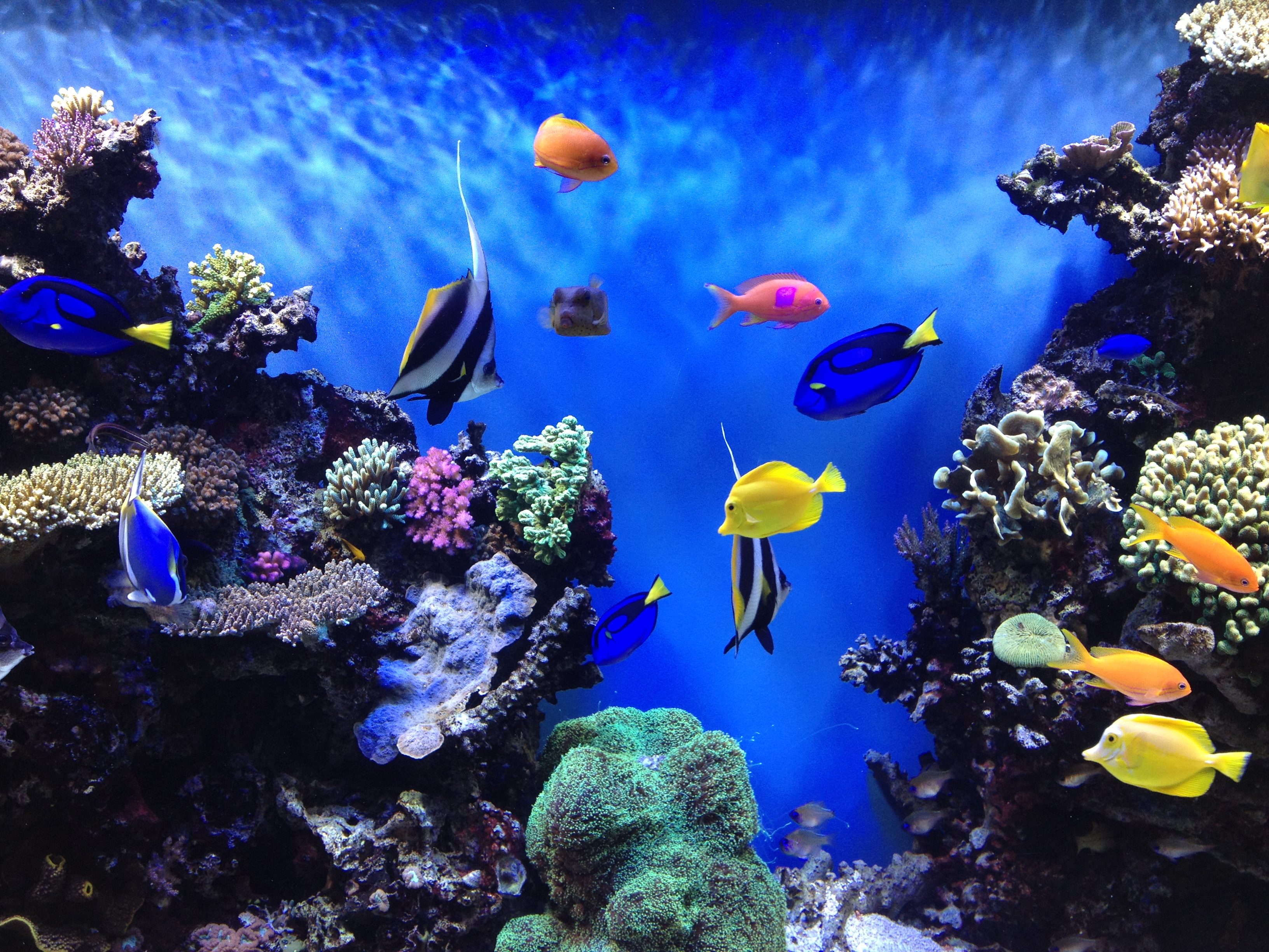 Aquarium Backgrounds Download Free | PixelsTalk.Net