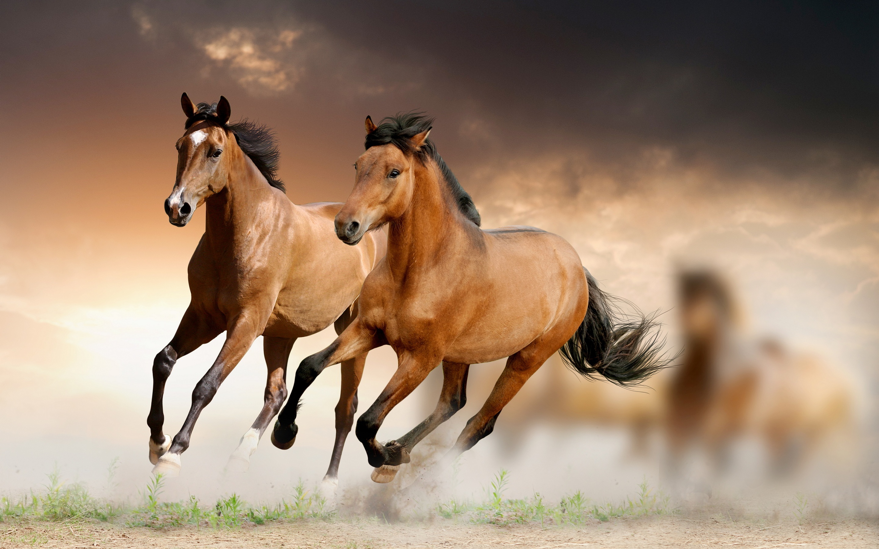 Horses Wallpaper (58+ images)