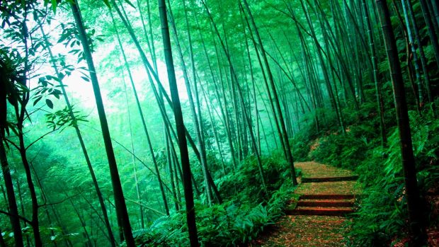 Bamboo Forest Full HD Wallpaper.