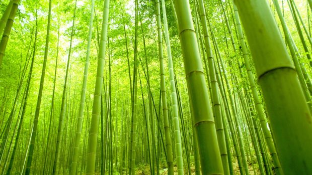 Bamboo Forest Wallpaper HD.