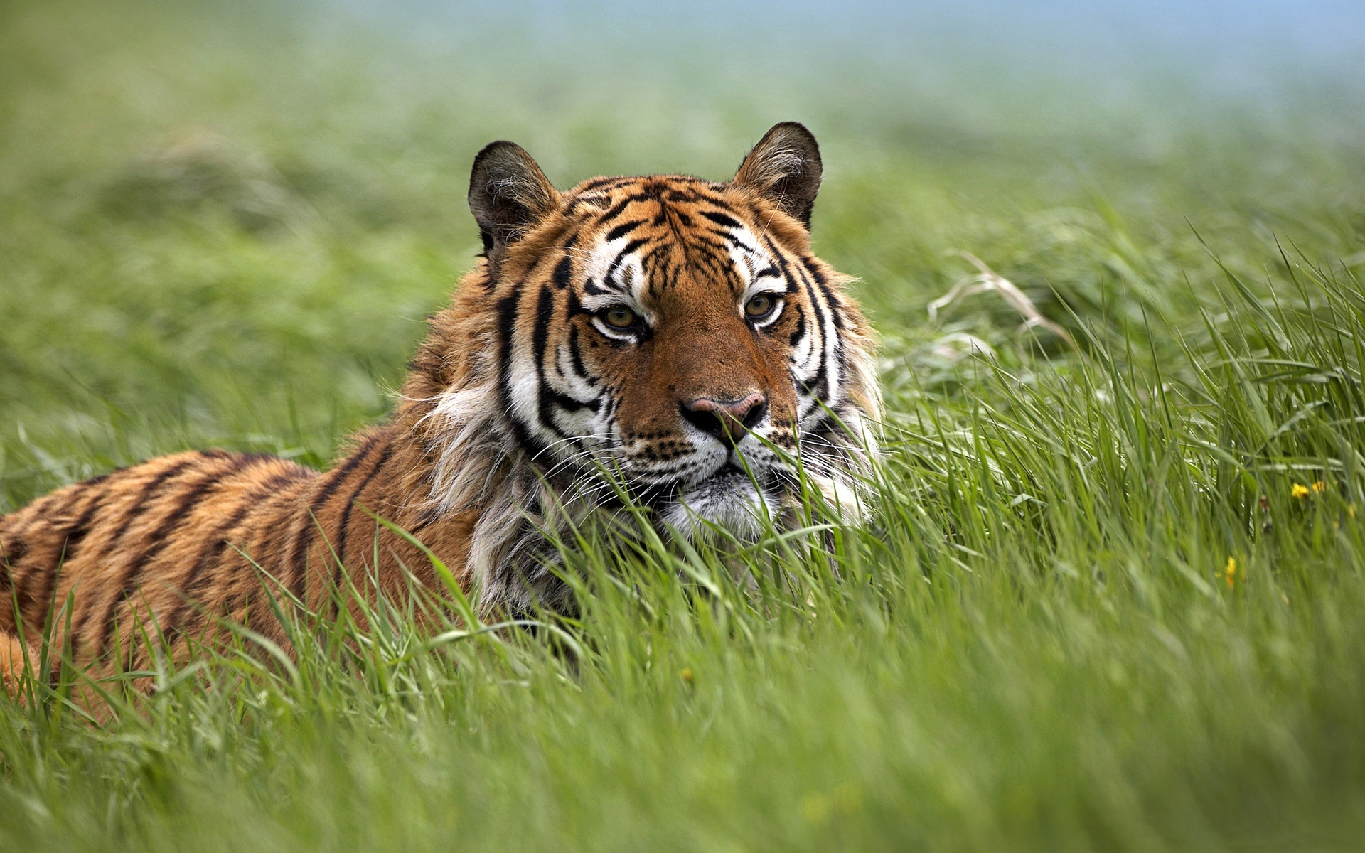 Bengal Tiger Wallpaper Widescreen