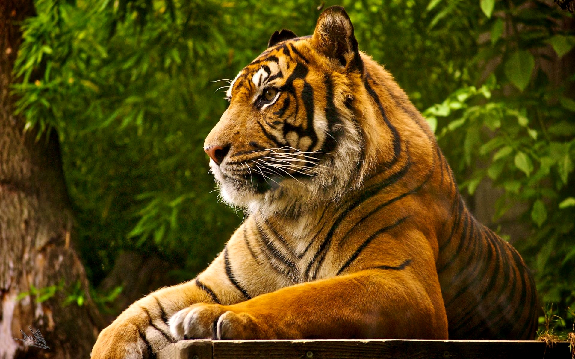 Download Free Bengal Tiger Wallpaper Pixelstalk Net
