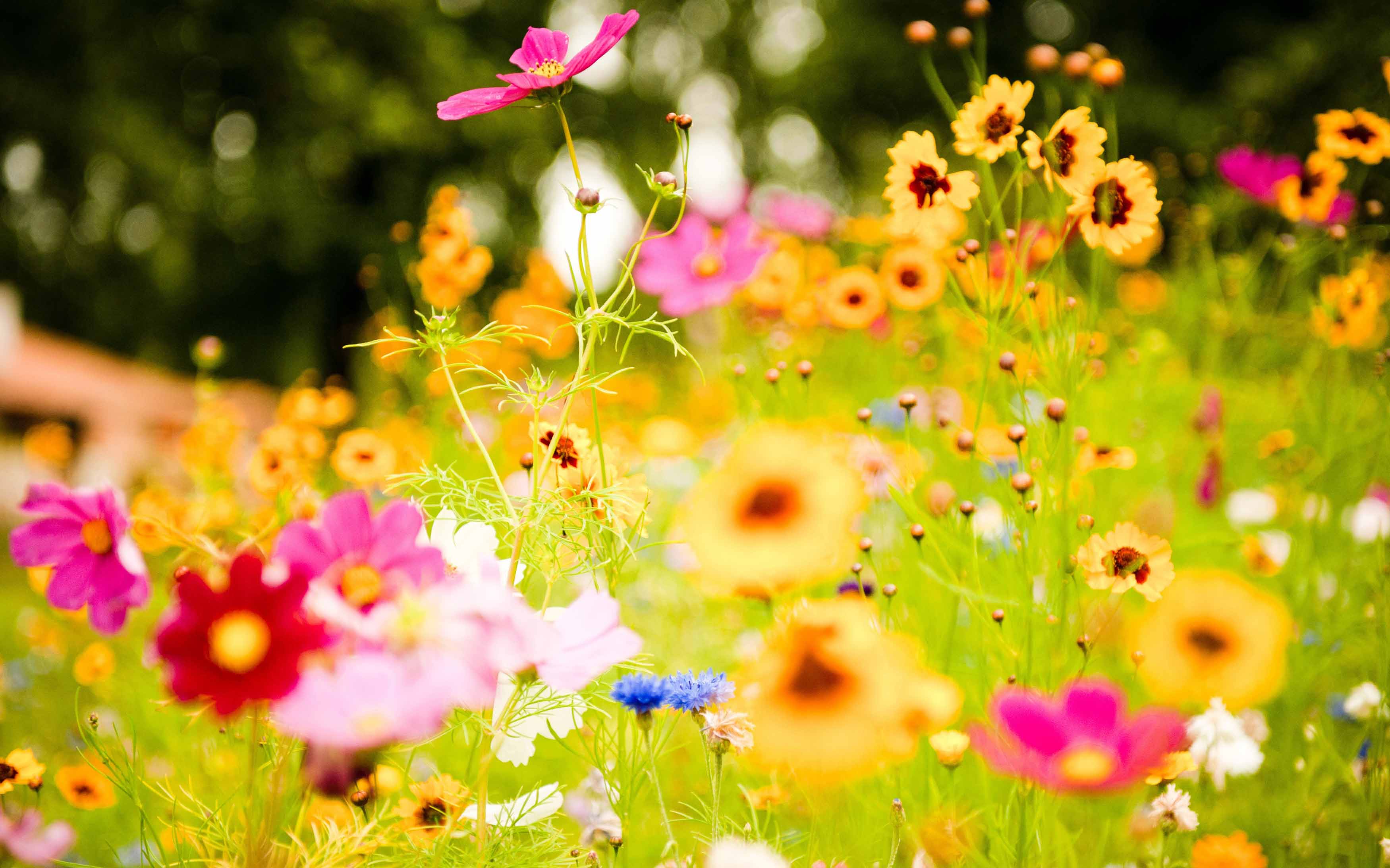 Bright Flowers bright floral flowers girly pink pretty purple HD  phone wallpaper  Peakpx
