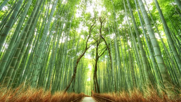 Cool Bamboo Forest 2560x1440.