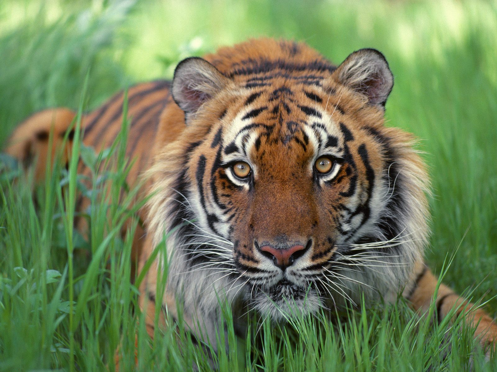 Download Free Bengal Tiger Wallpaper PixelsTalk Net