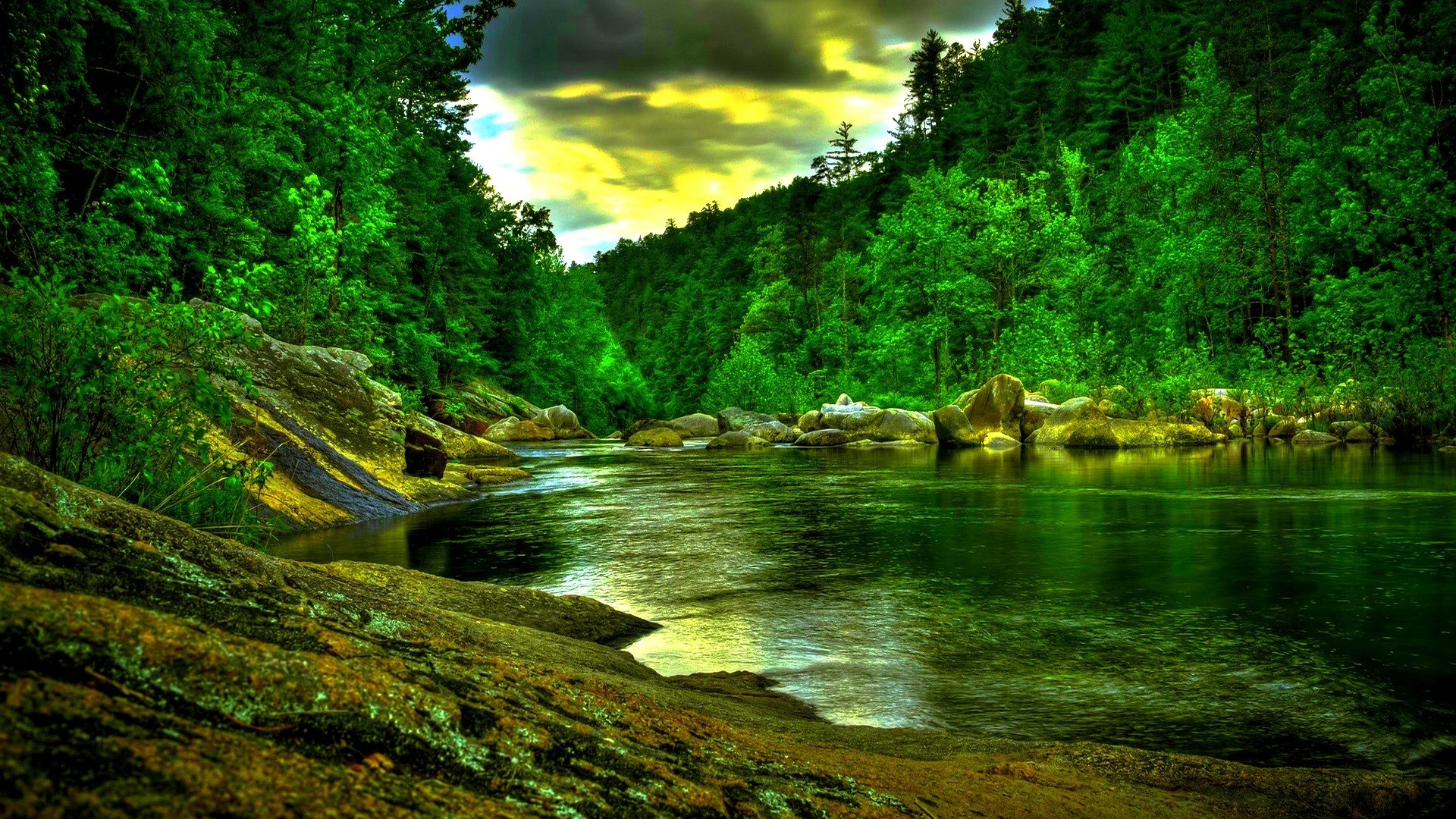 hd forest desktop background