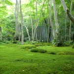 Forest Images Download.