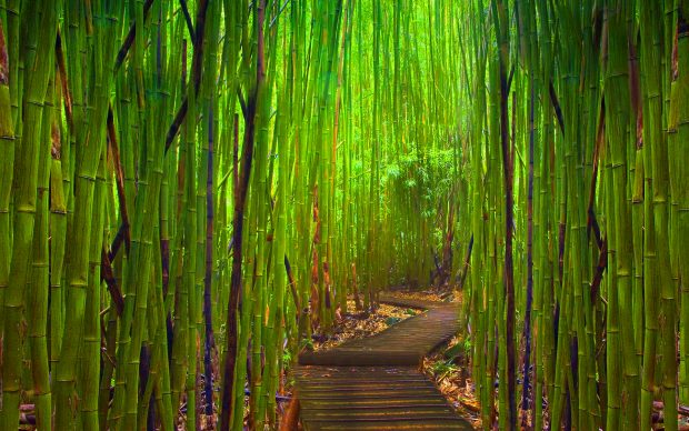 Free Bamboo Forest Photo.