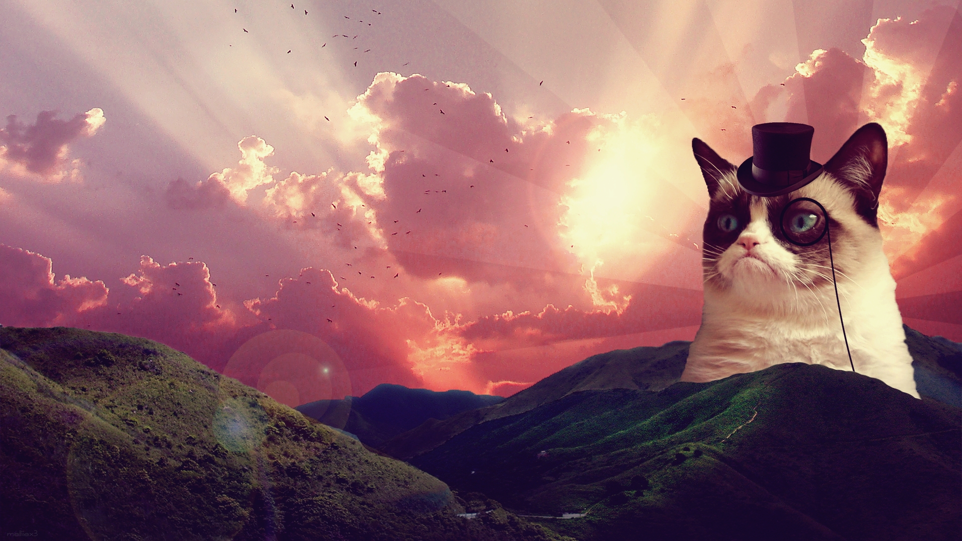 cat tumblr backgrounds