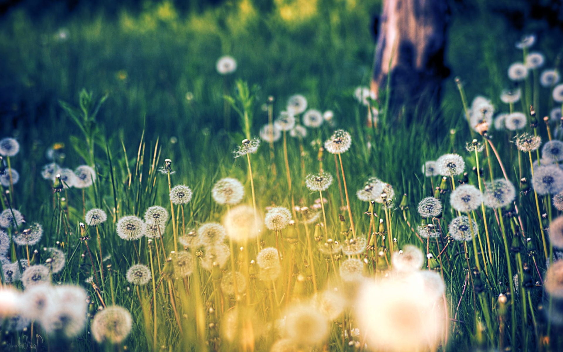 Cute dandelions HD Wallpapers APK for Android Download