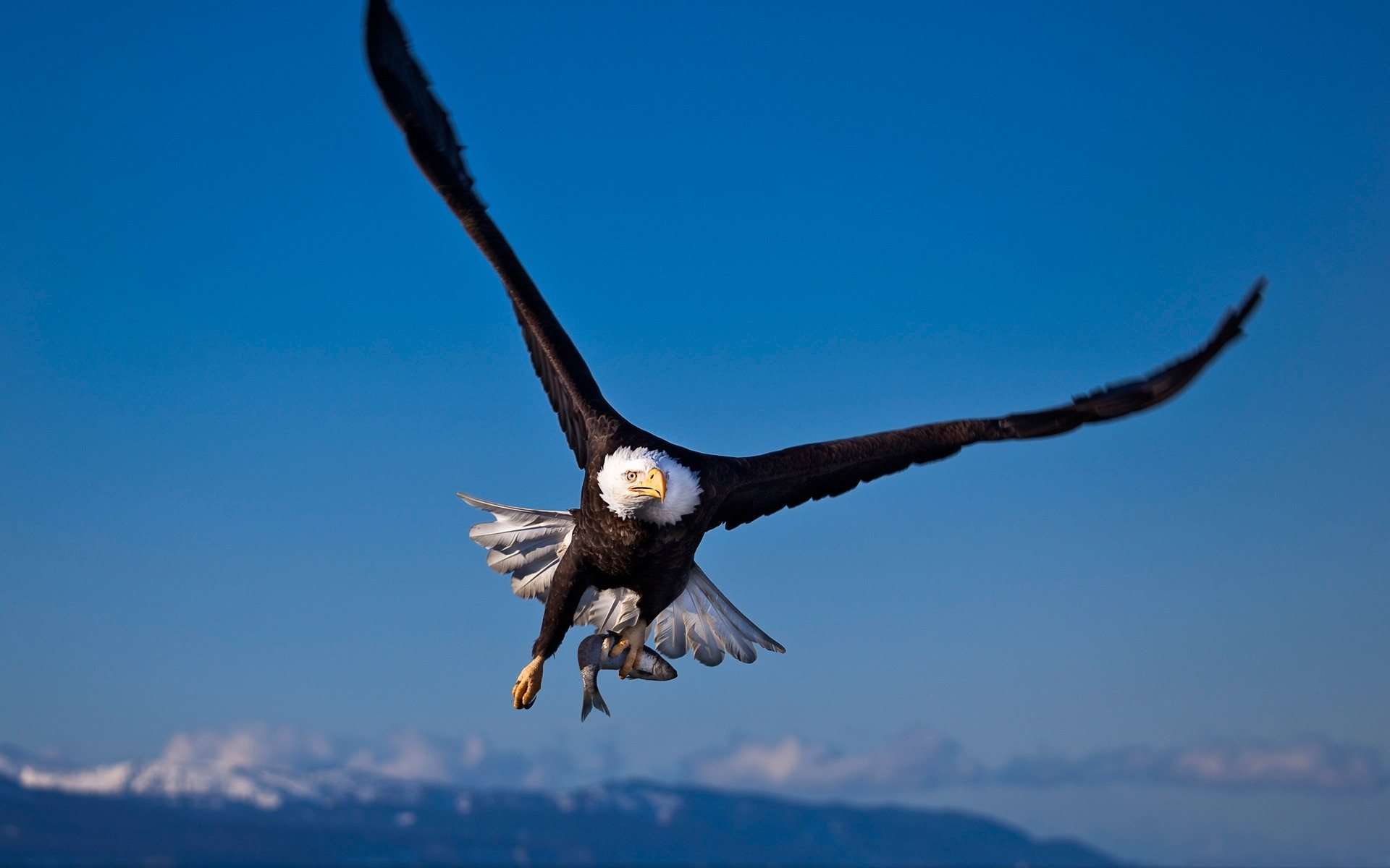 American Eagle Background Download Free 