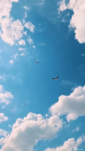 A peaceful blue sky scattered with small, puffy cumulus clouds, with a few birds flying overhead.