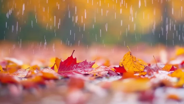 Rain falling on vibrant autumn leaves scattered on the ground.