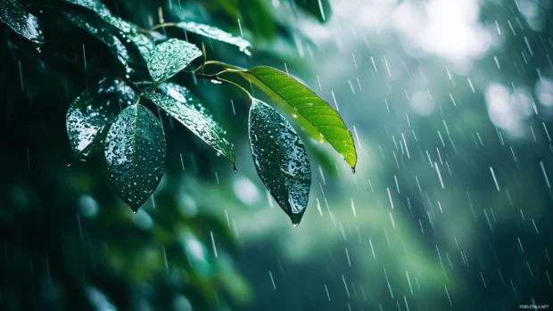 Rainstorm in the middle of a dense rainforest, thick foliage covered in water droplets.