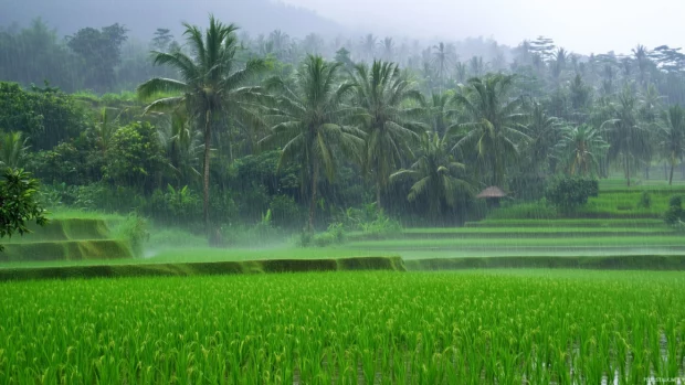 Soft rain falling over a lush green rice field, misty atmosphere with a gentle breeze, rain droplets on leaves and blades of grass.