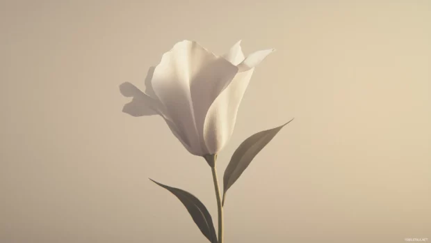 A single white flower with a soft shadow, set against a muted beige background.