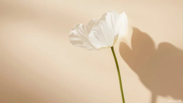 A single white flower with a soft shadow, set against a muted beige background.