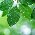 Rain HD Wallpaper with rainstorm in the middle of a dense rainforest, thick foliage covered in water droplets, vibrant green leaves reflecting natural light.