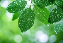 Rain HD Wallpaper with rainstorm in the middle of a dense rainforest, thick foliage covered in water droplets, vibrant green leaves reflecting natural light.