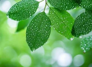 Rain HD Wallpaper with rainstorm in the middle of a dense rainforest, thick foliage covered in water droplets, vibrant green leaves reflecting natural light.