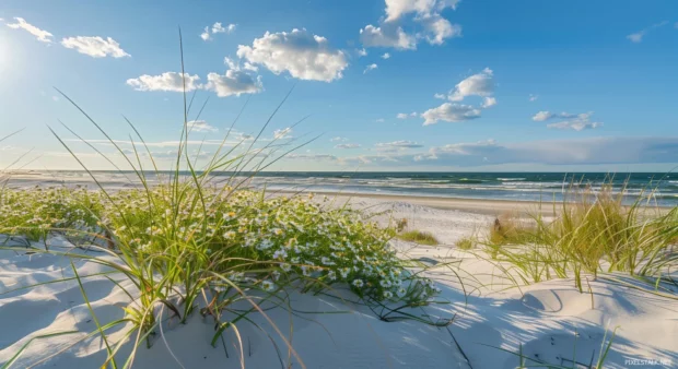 A spring day at the beach with blooming coastal flowers.