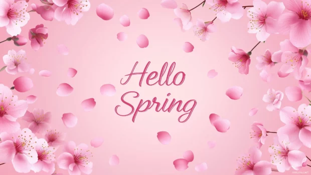 Blooming cherry blossoms on a soft pastel pink background with Hello Spring written in elegant handwritten script at the center, surrounded by delicate falling petals.