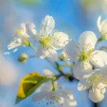 Blossoming spring flowers with a blue sky backdrop.