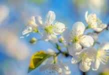 Blossoming spring flowers with a blue sky backdrop.