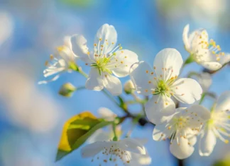 Blossoming spring flowers with a blue sky backdrop.